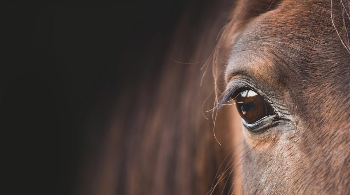 Arkivfoto: Adobe Stock