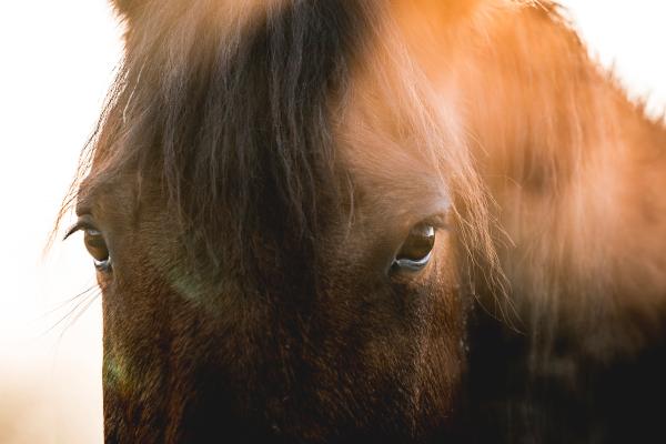 Foto: Adobe Stock 
