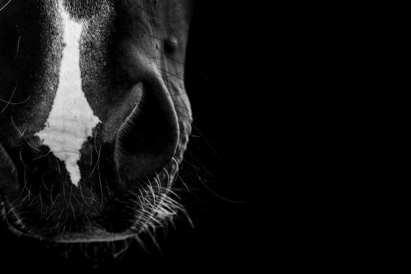 Arkivbild. Foto: Adobe Stock 