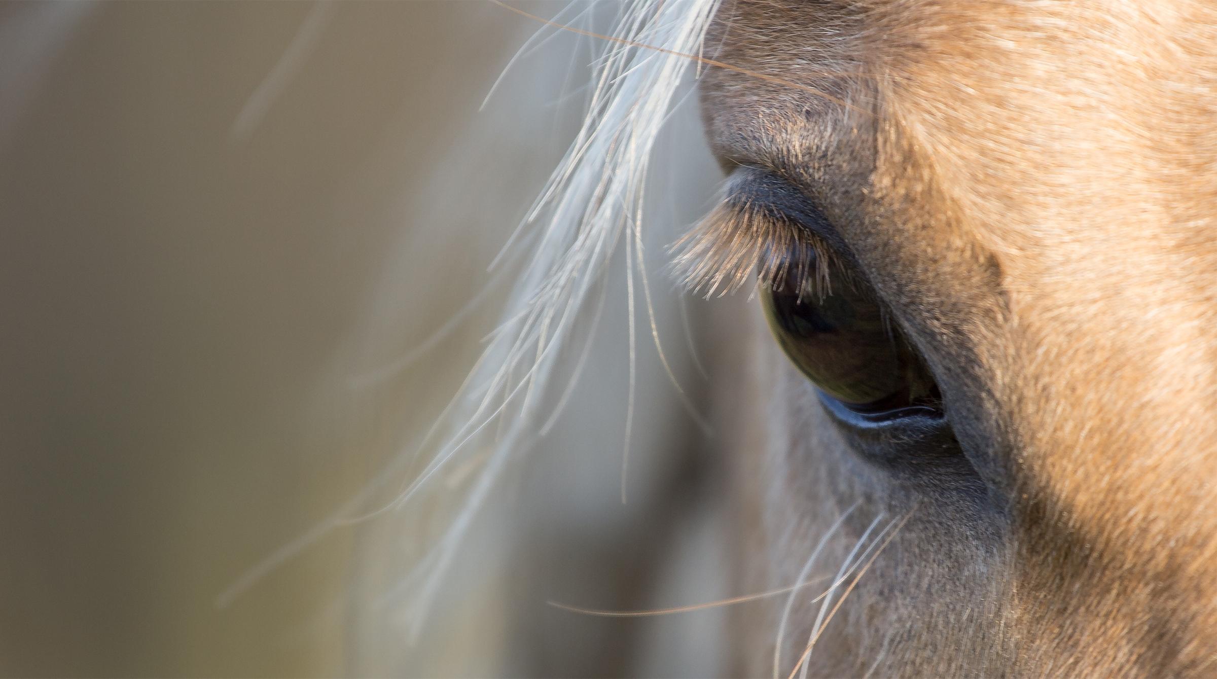 Arkivfoto: Adobe Stock