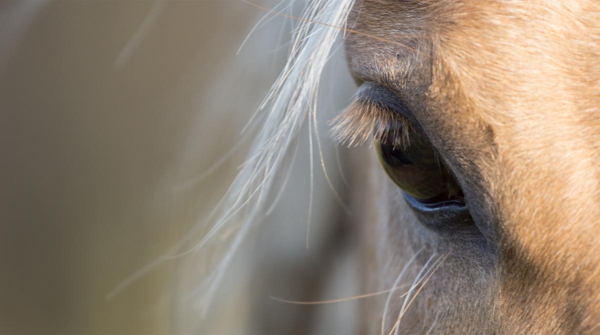 Arkivfoto: Adobe Stock
