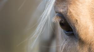 Arkivfoto: Adobe Stock