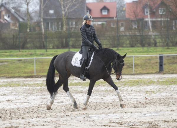 Checka in dig, sen hästen