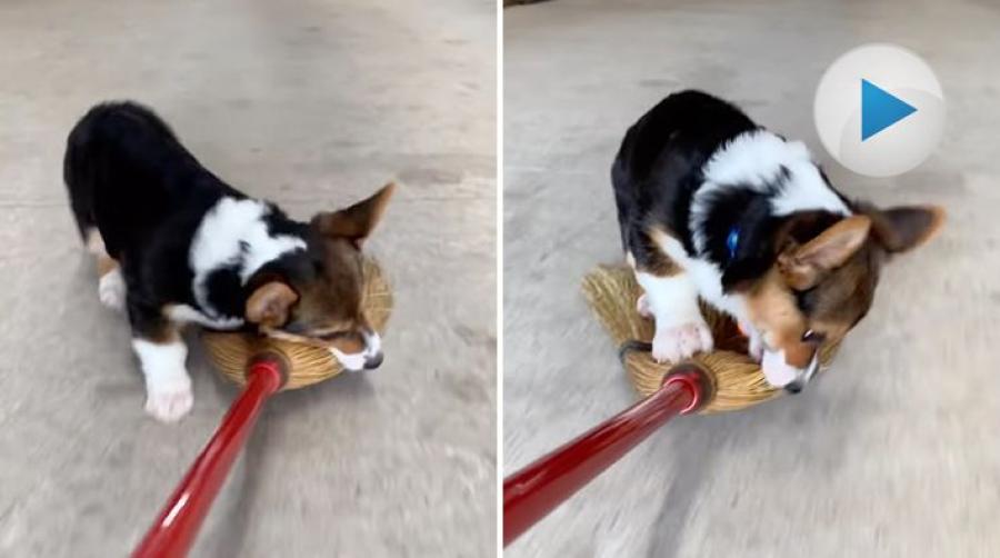 <p>Är det en liten hjälpreda eller en liten stjälpreda. Oavsett går det att konstatera att med en så söt uppsyn, kan man enkelt komma undan.