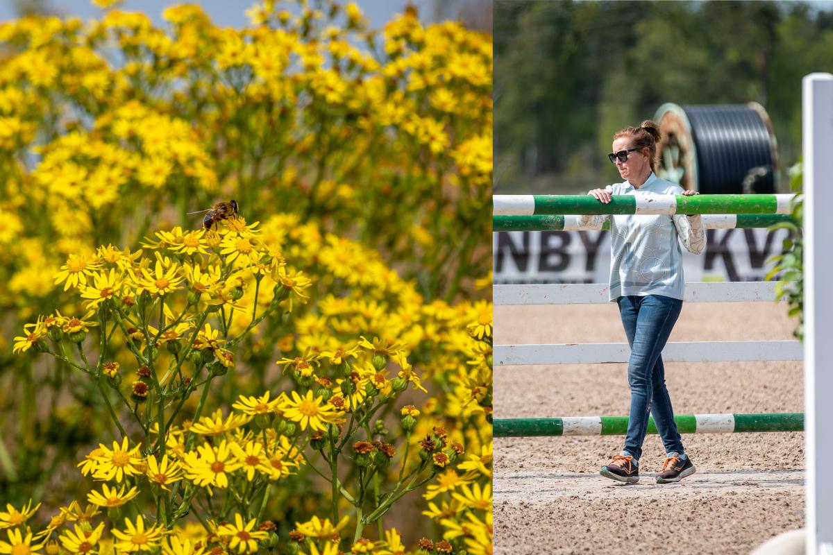 Foto: Adobe stock & Mathilda Ahlberg/Bildbyrån