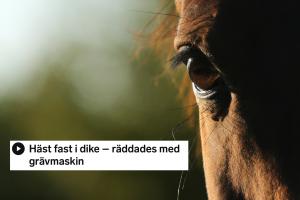 Arkivfoto: Adobe stock