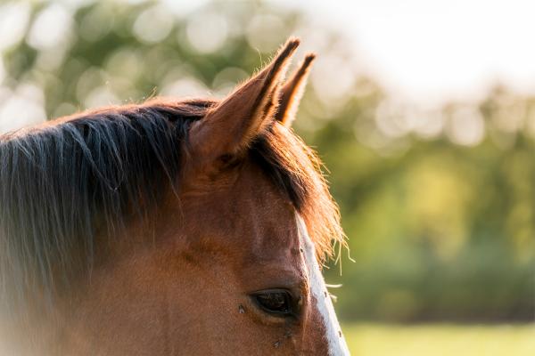 Arkivbild: Adobe stock