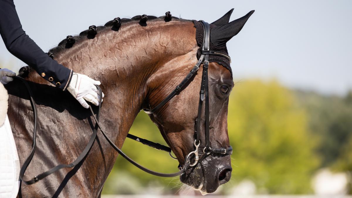 Så påverkar startfält och ranking spänningen i ridsporttävlingar