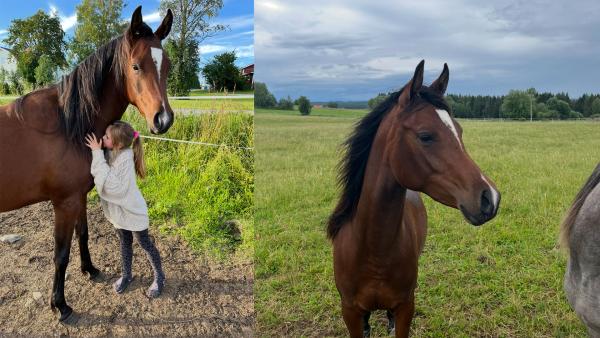Stoet Wynona hoppade ut från hagen, nu har det gått 30 timmar utan att någon sett henne. Foto: Privat