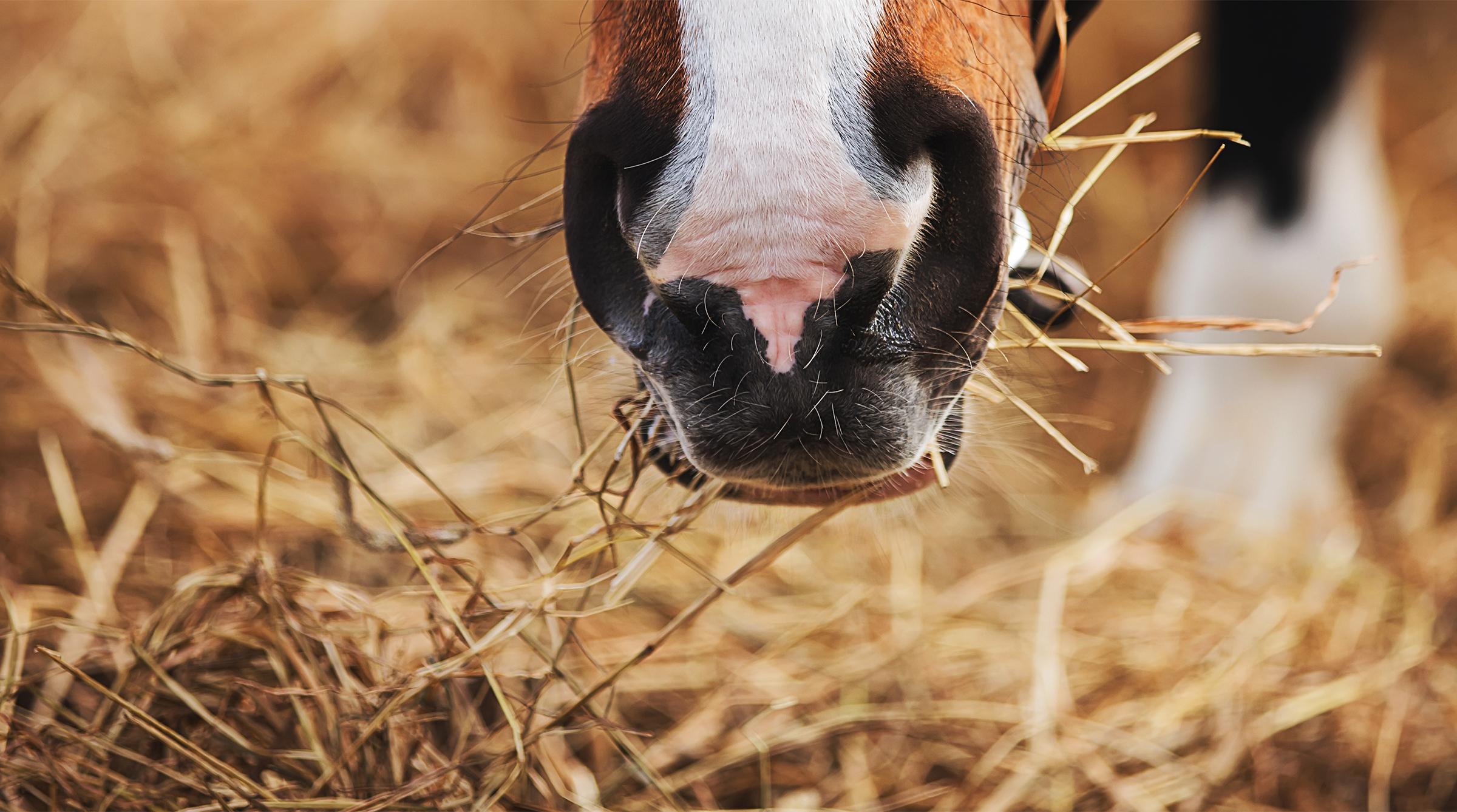 Arkivfoto: Adobe Stock