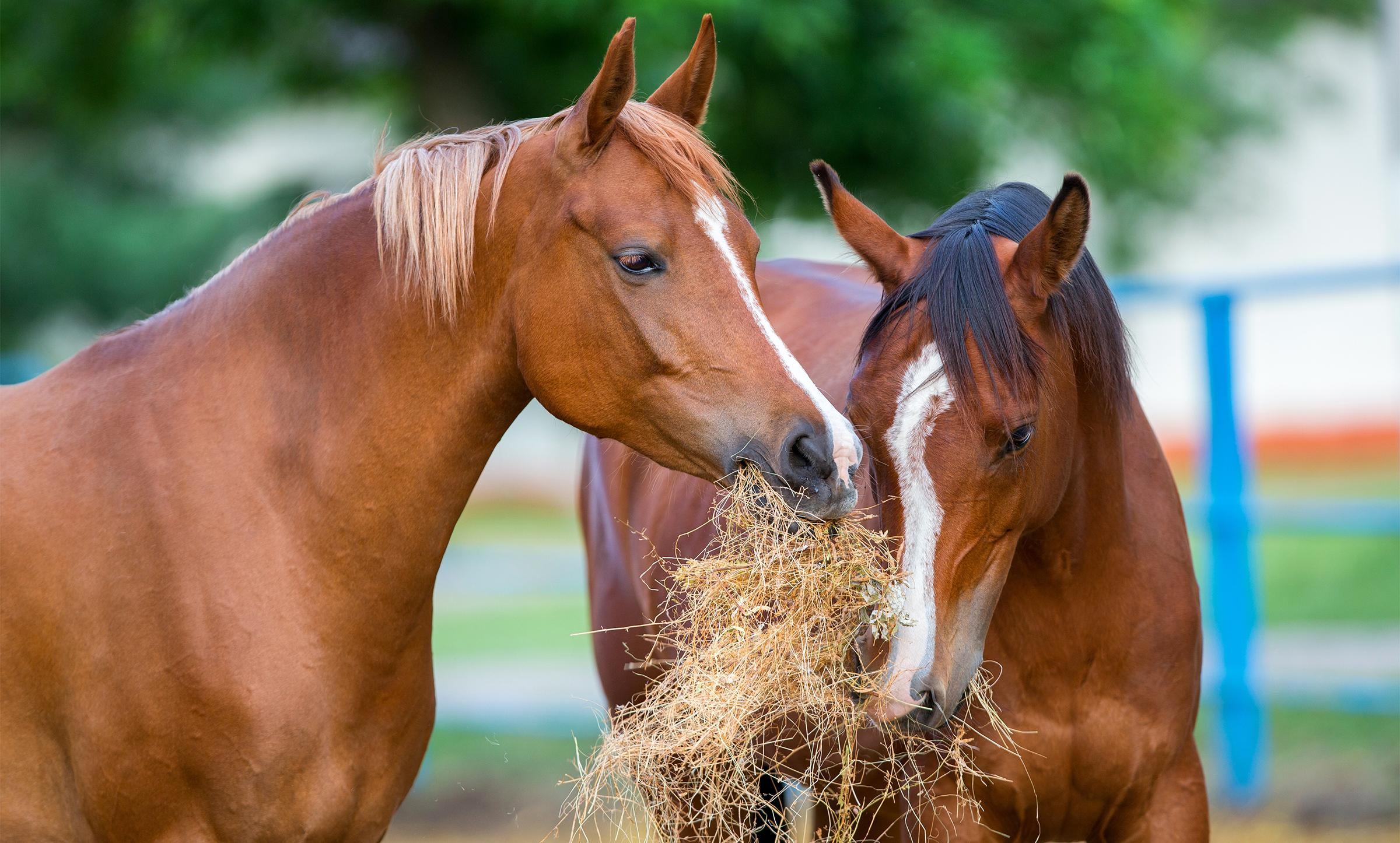 Arkivfoto: Adobe Stock