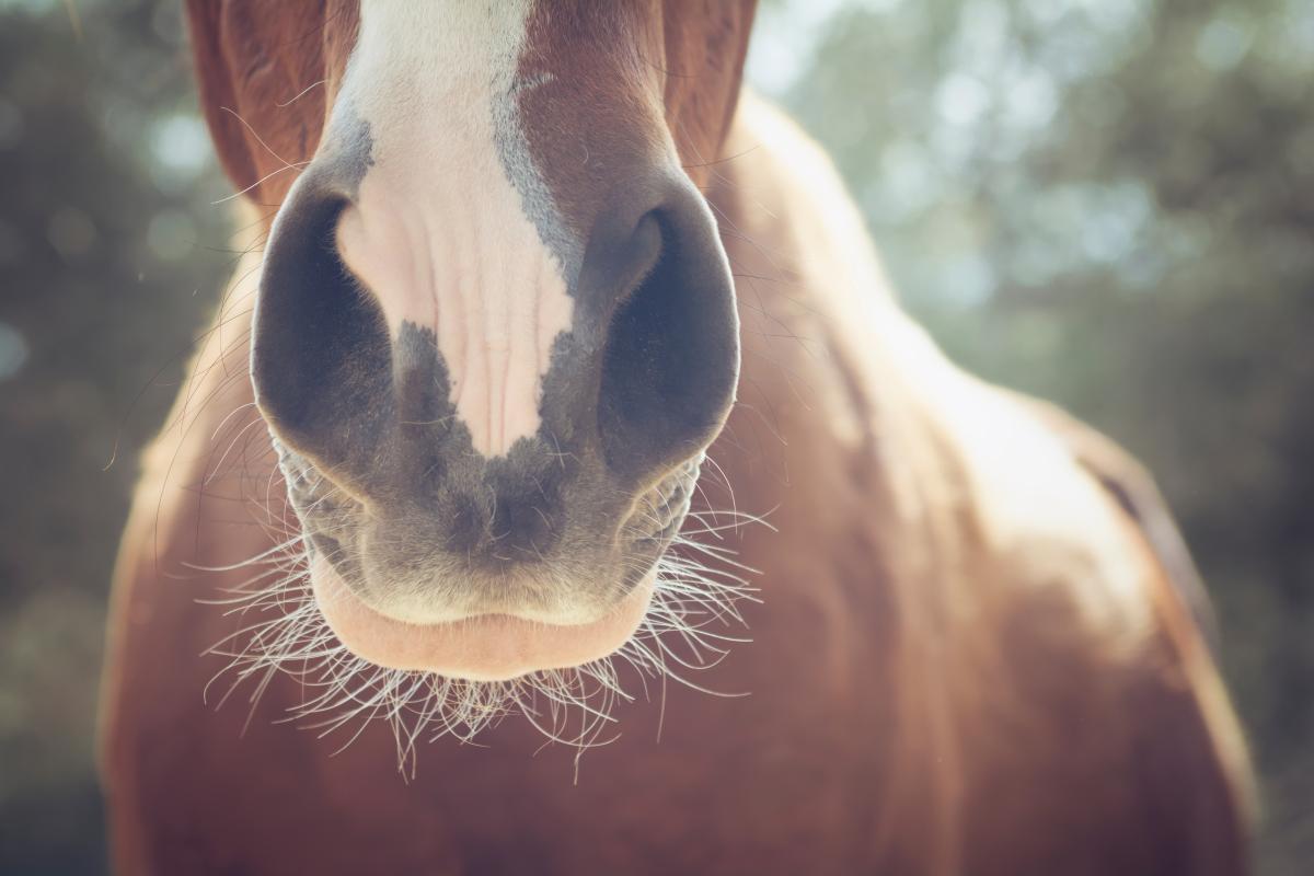 Foto: Adobe Stock 