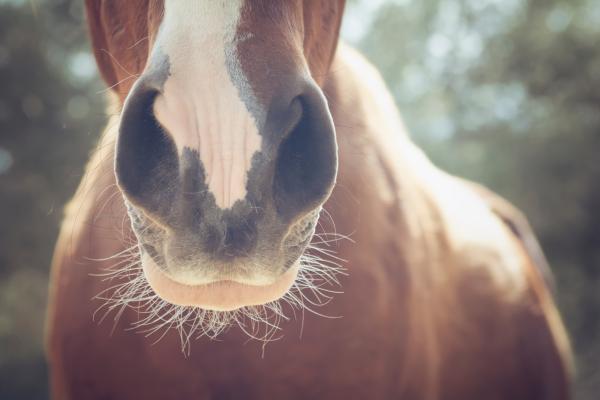 Foto: Adobe Stock 