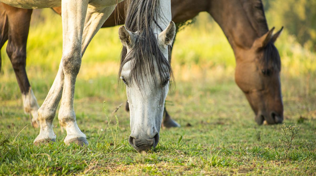 Arkivfoto: Adobe Stock