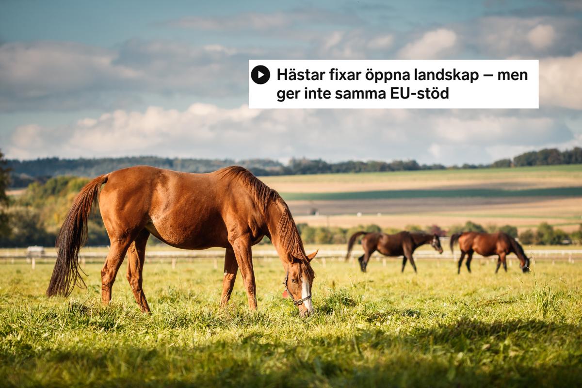 Foto: Adobe Stock 