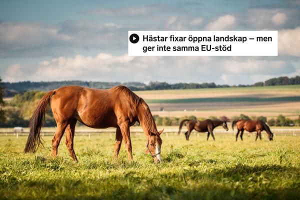 Foto: Adobe Stock 