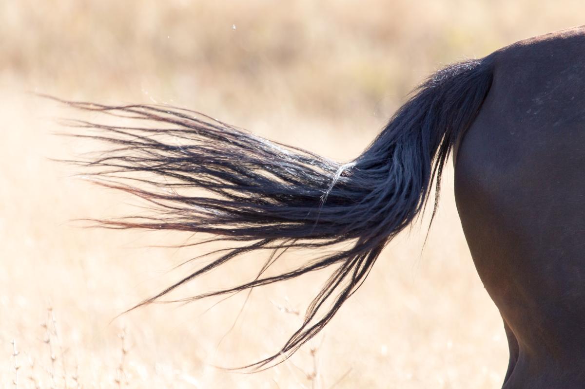 Foto: Adobe Stock 