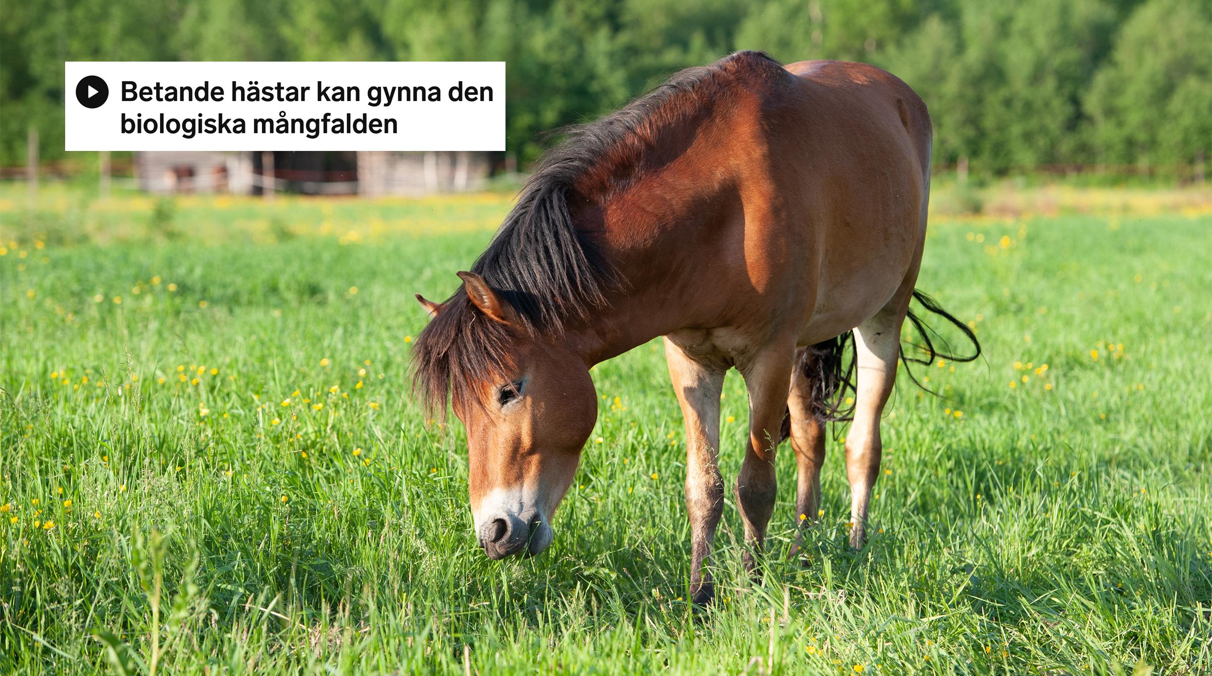 Arkivfoto: Adobe Stock