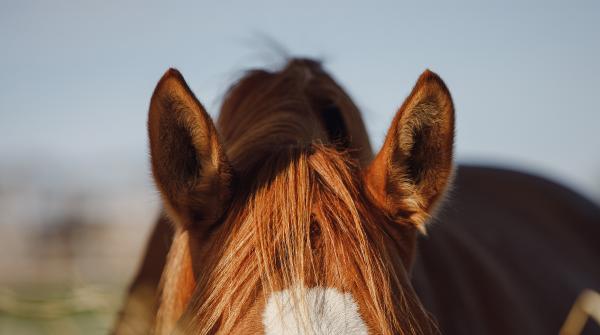 Arkivfoto: Adobe Stock