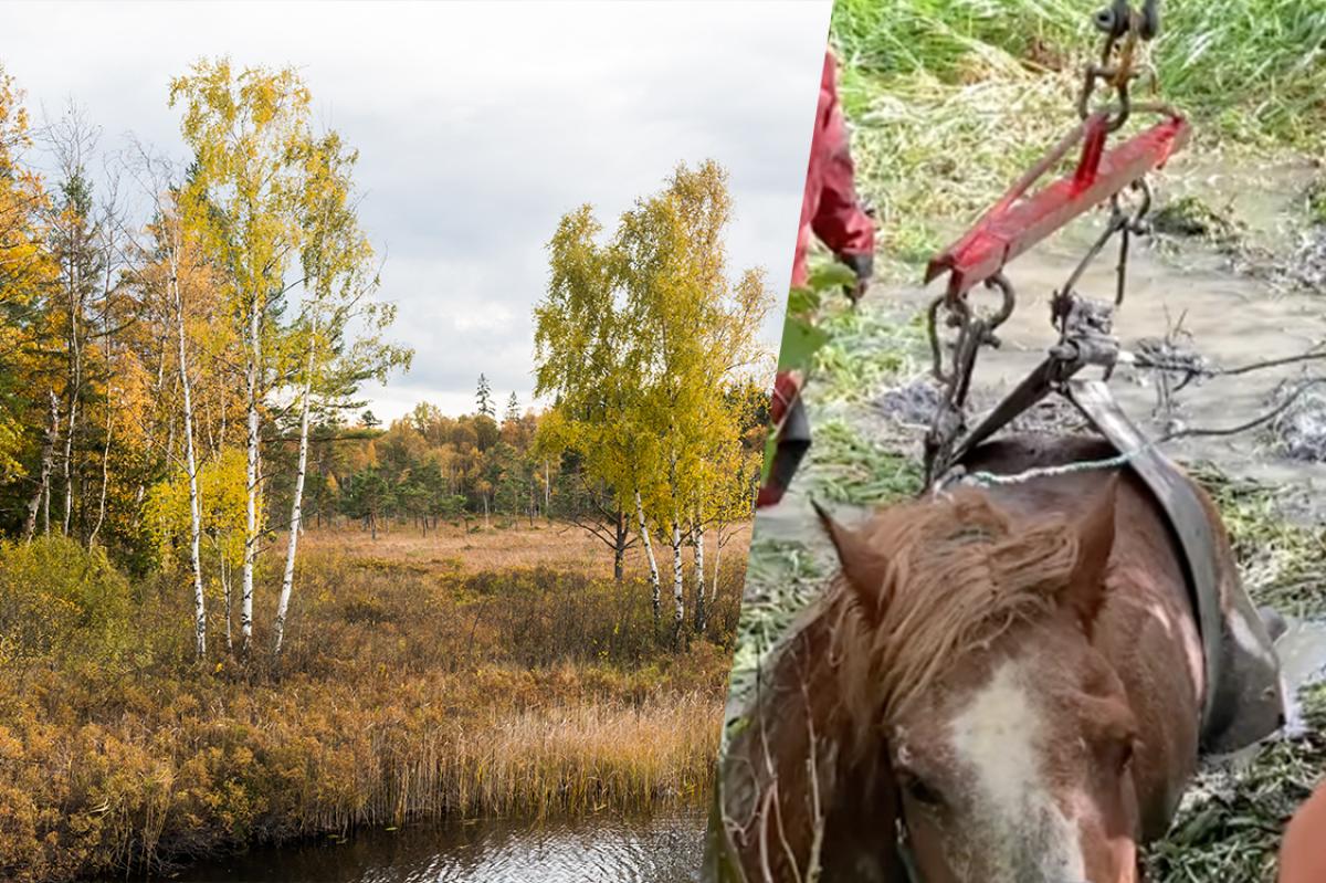 Foto: AdobeStock och skrämavbild från Borlänge Tidnings klipp