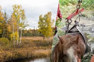Foto: AdobeStock och skrämavbild från Borlänge Tidnings klipp