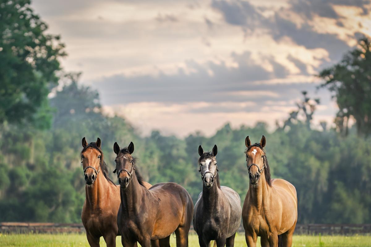 Arkivfoto: Adobe stock