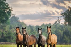 Arkivfoto: Adobe stock