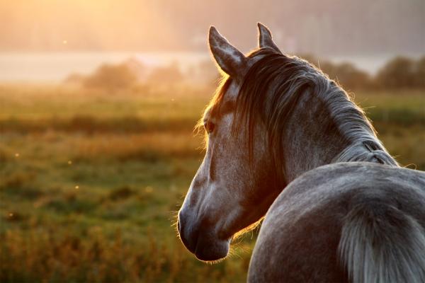 Arkivfoto: Adobe stock