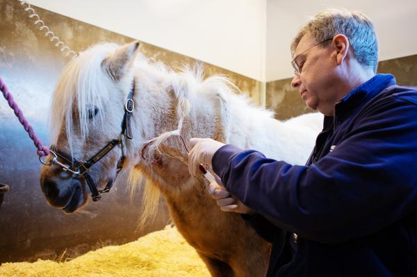 Johan Bröjer behandlar en häst med EMS. Foto: Jenny Svennås-Gillner/SLU