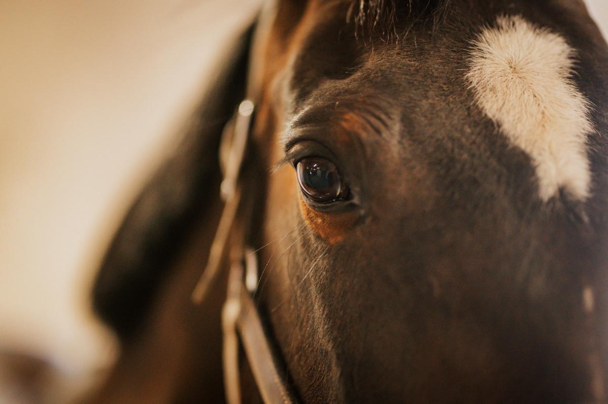 Arkivbild: Ida Lindemann