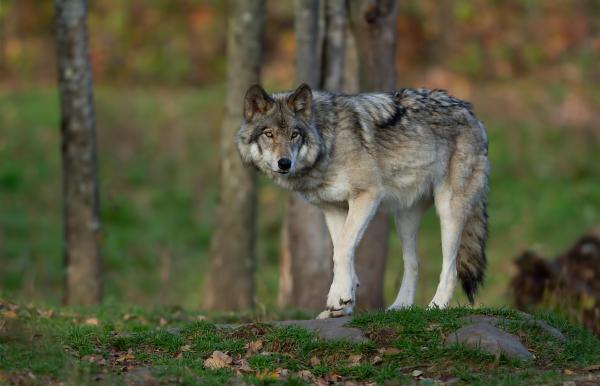 Arkivfoto: Adobe stock