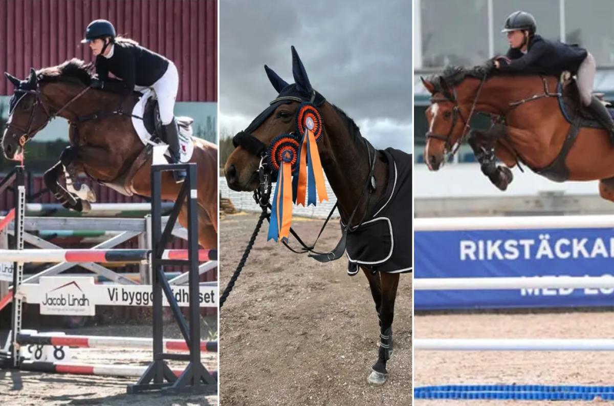Tips från Floccs: Fyra hopphästar för sporten