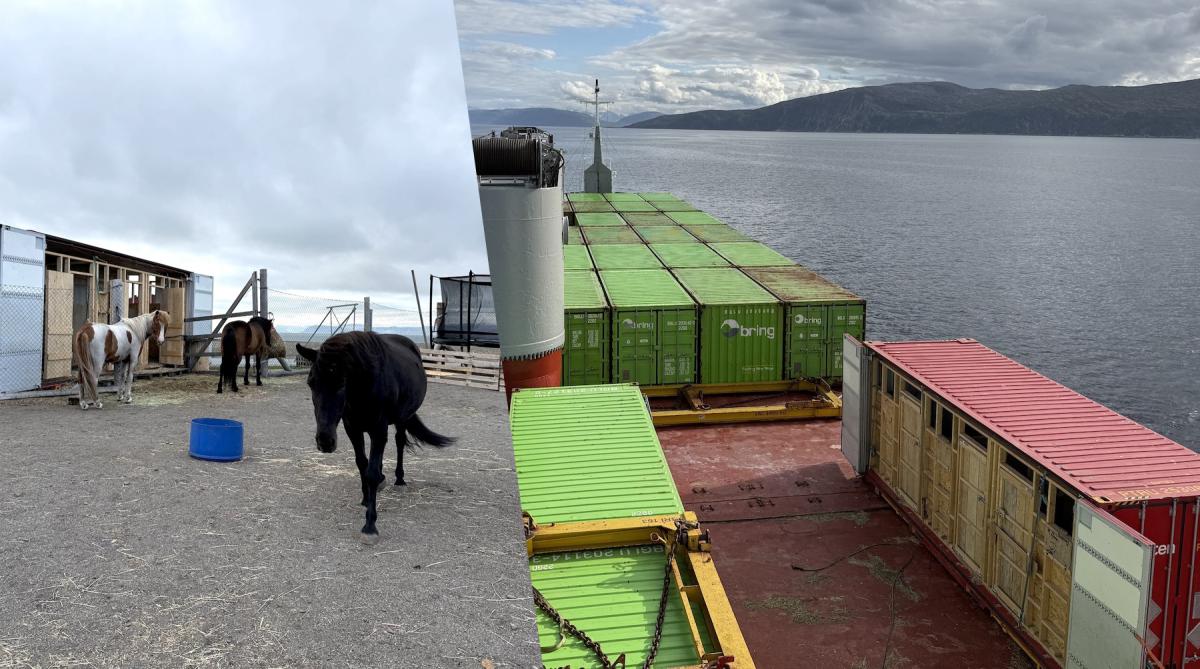 Hästarna fraktades över havet i ett konteinerstall. Foto: Privat