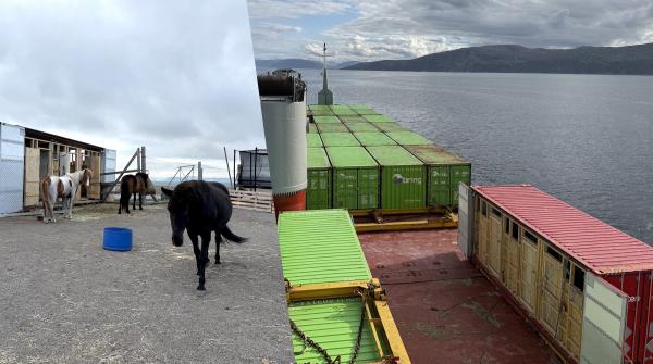 Hästarna fraktades över havet i ett konteinerstall. Foto: Privat
