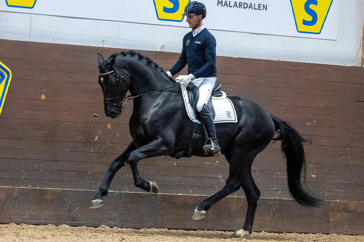 Majestic Justice under Bruksprovet 2025. Foto: Roland Thunholm