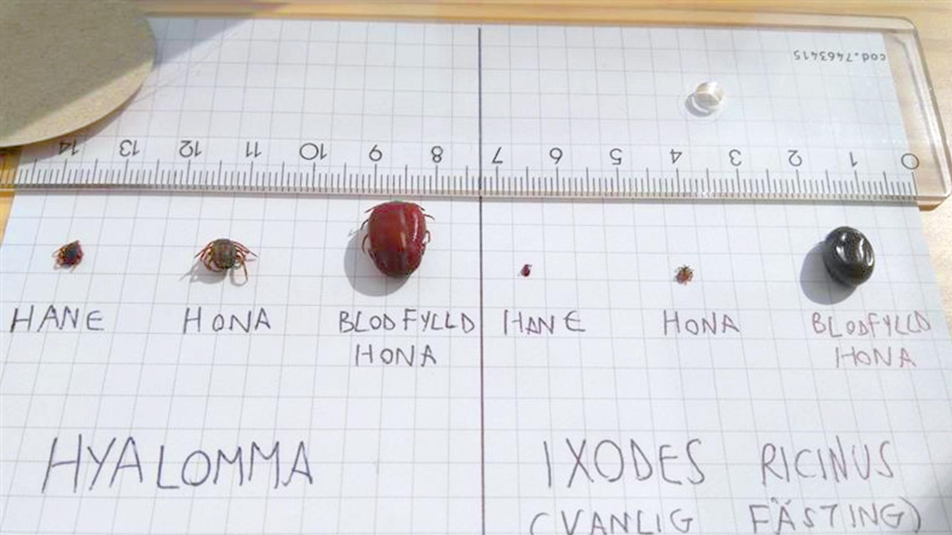 En jämförelse mellan flyttfågelfästingen (Hyalomma marginatum) och vår vanliga fästing (Ixodes ricinus). Bild: Giulio Grandi/SVA