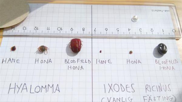 En jämförelse mellan flyttfågelfästingen (Hyalomma marginatum) och vår vanliga fästing (Ixodes ricinus). Bild: Giulio Grandi/SVA