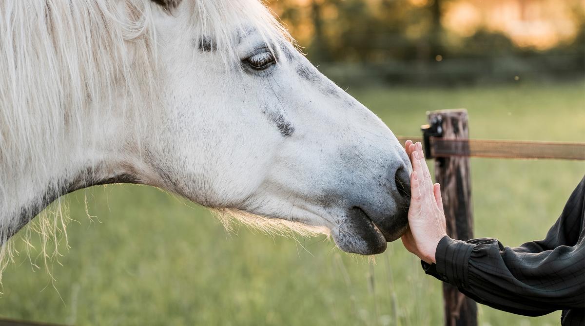 Arkivfoto: Adobe Stock
