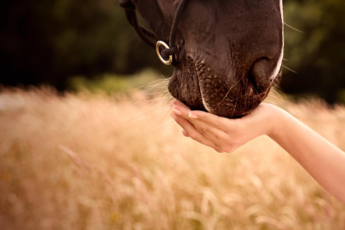 Arkivfoto: Adobe stock