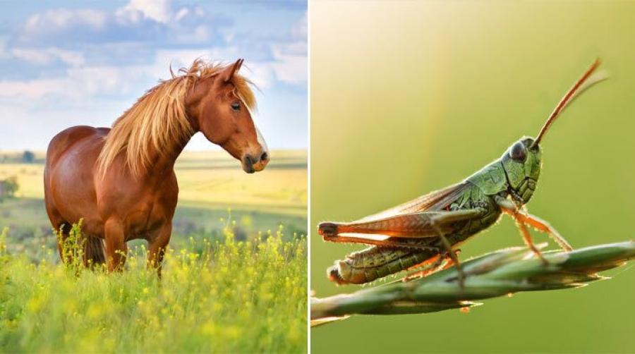 Foto: Adobe Stock