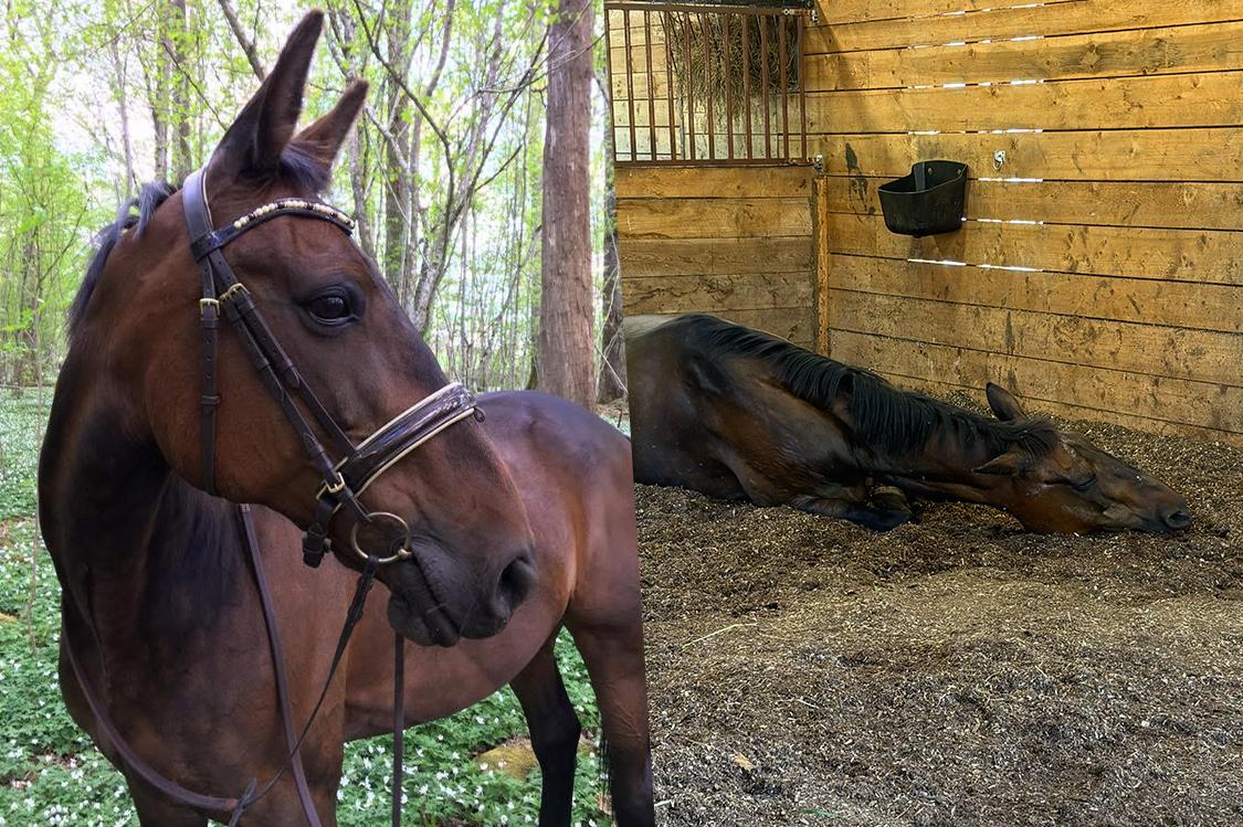 Stoet Ellie Dee har ont och ligger ned i sin box efter händelsen. Foto: Privat
