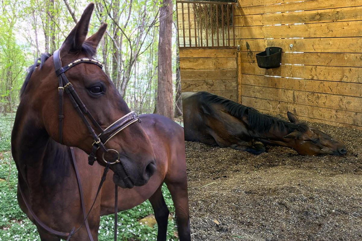 Stoet Ellie Dee har ont och ligger ned i sin box efter händelsen. Foto: Privat
