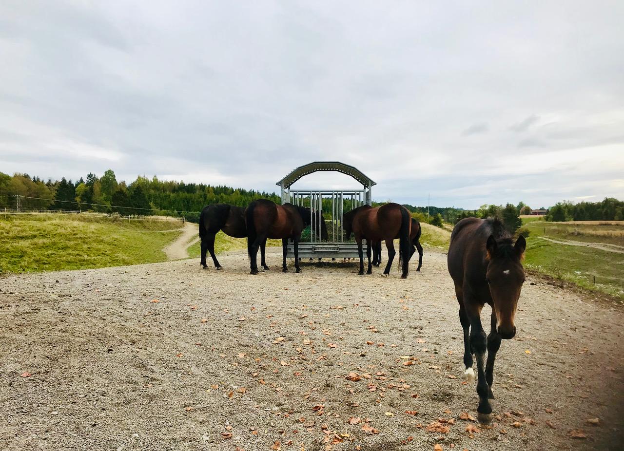 Utfodring i hage del 2: "Hästarna ska aldrig känna sig hungriga"