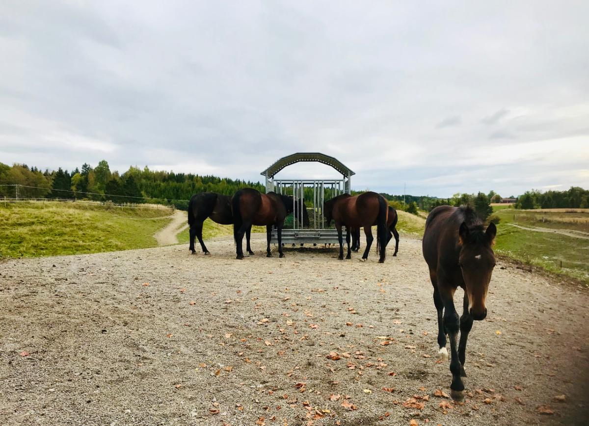 Utfodring i hage del 2: "Hästarna ska aldrig känna sig hungriga"