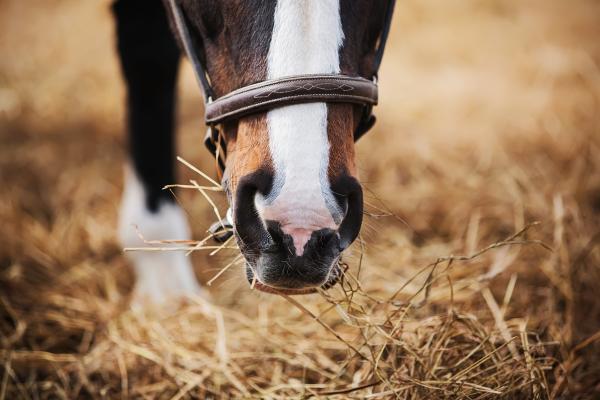 Foto: Adobe Stock 