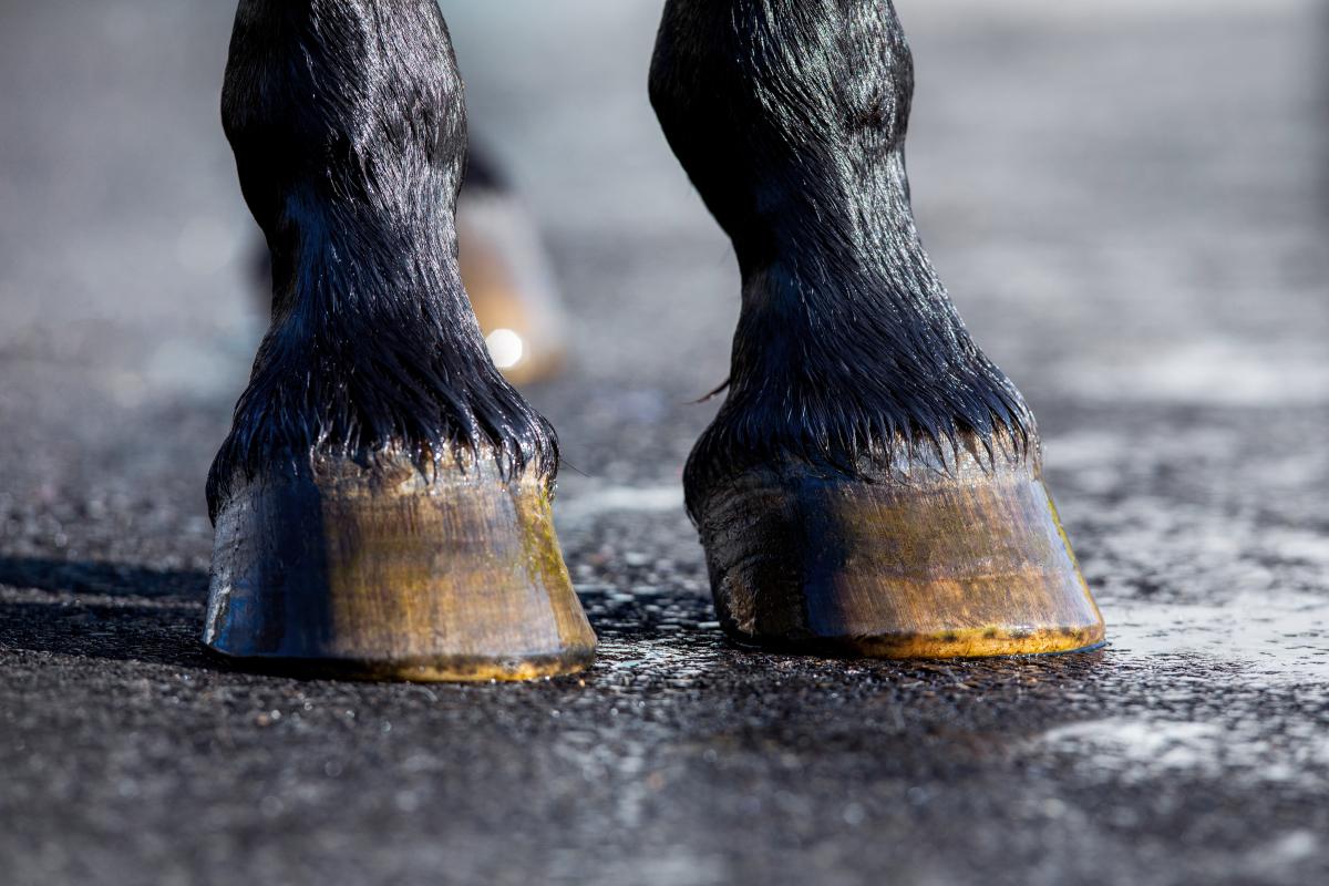 Genrebild som inte har med händelsen att göra. Foto: Adobe stock
