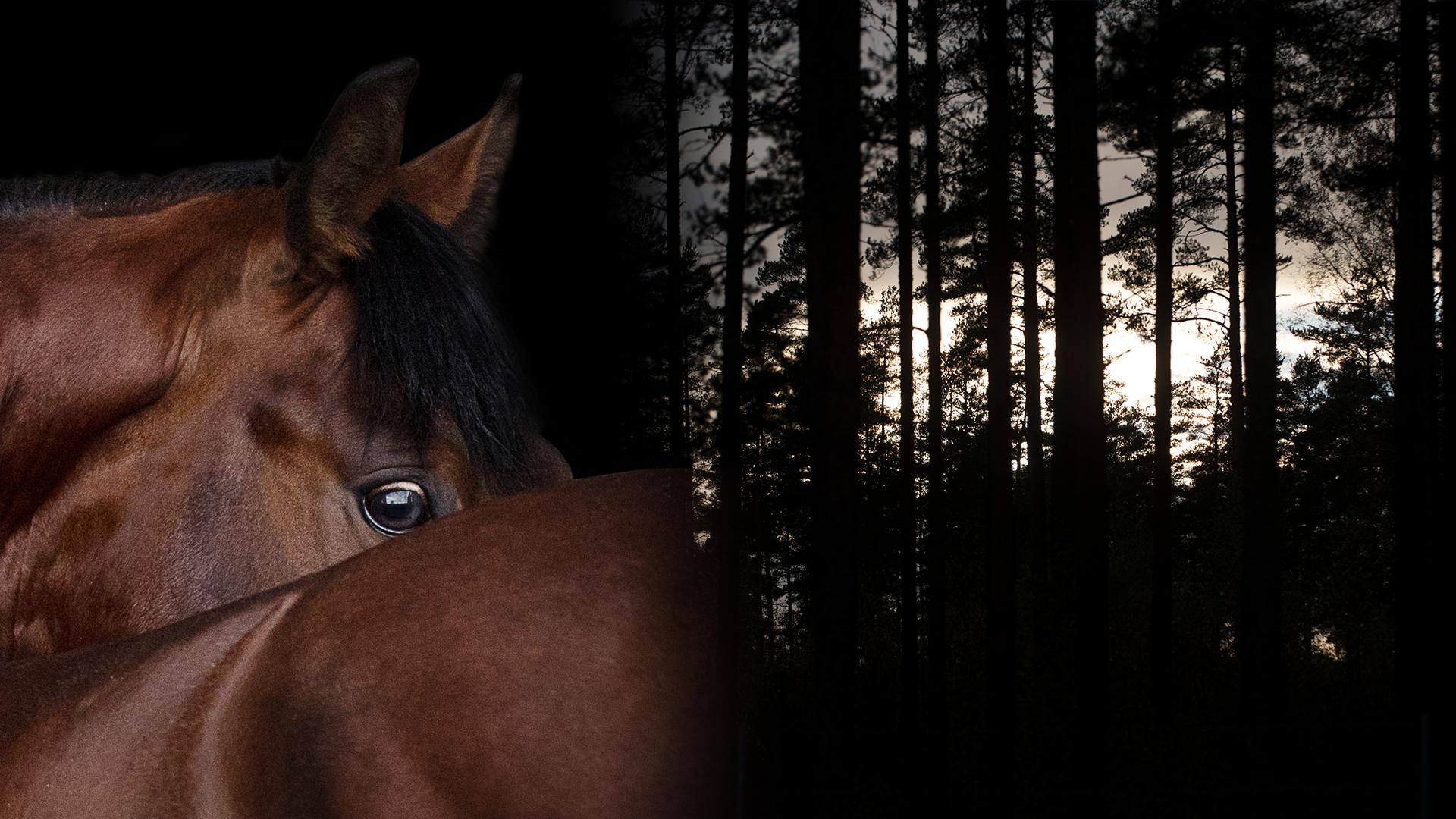 Genrebilder. Foto: Adobe stock och Lennart Månsson/Bildbyrån