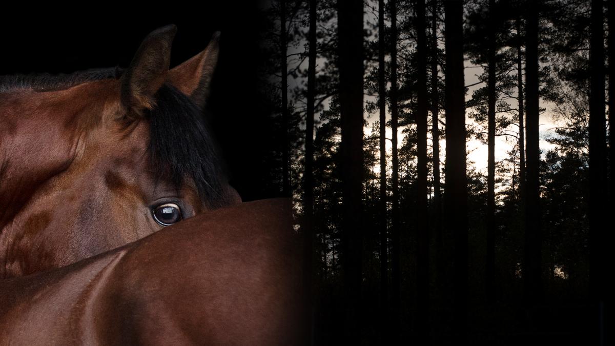 Genrebilder. Foto: Adobe stock och Lennart Månsson/Bildbyrån
