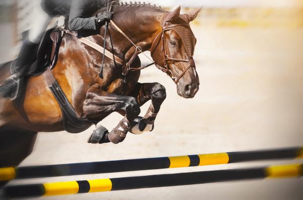 Foto: Adobe Stock 