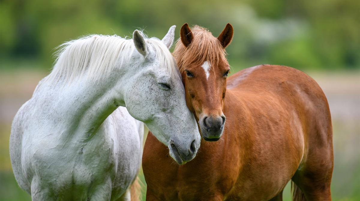 Arkivfoto: Adobe Stock
